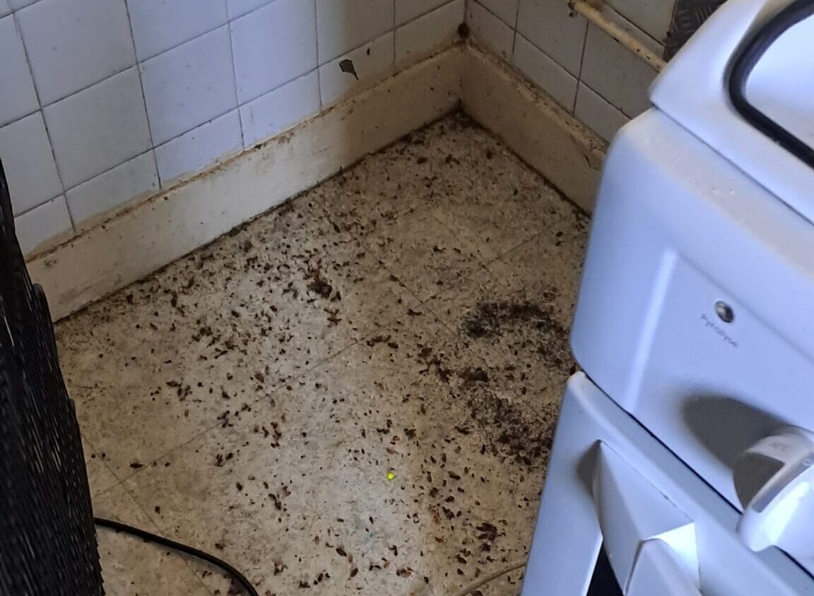 Blattes dans la cuisine