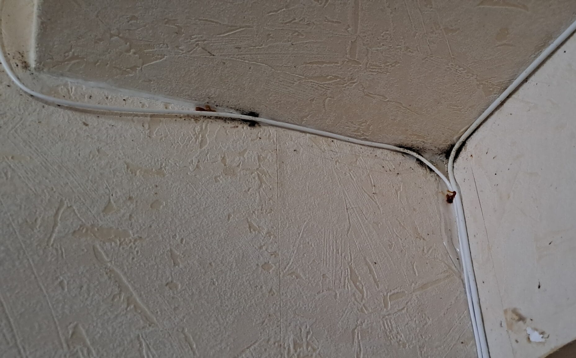 Cafards sur les murs