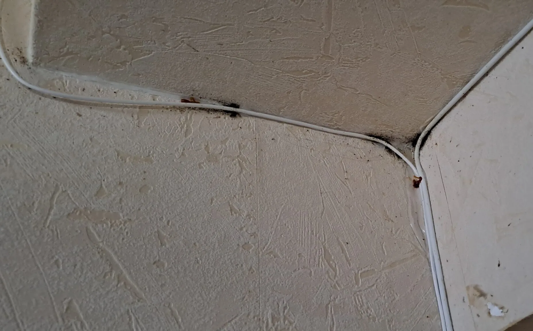 Cafards sur les murs