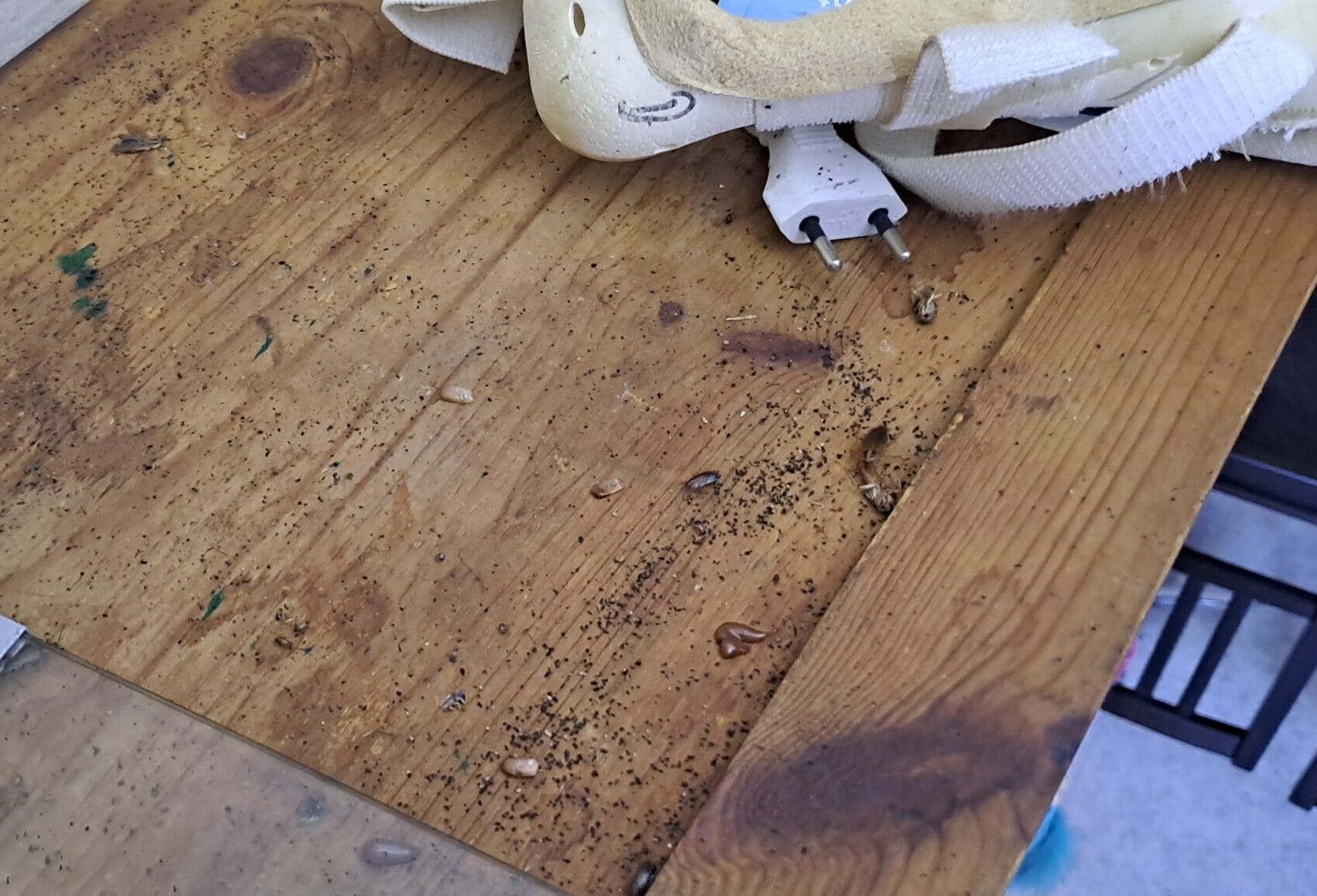 Cafards dans les meubles