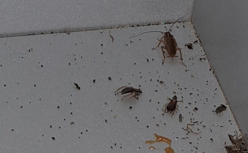 Cafards dans l'armoire