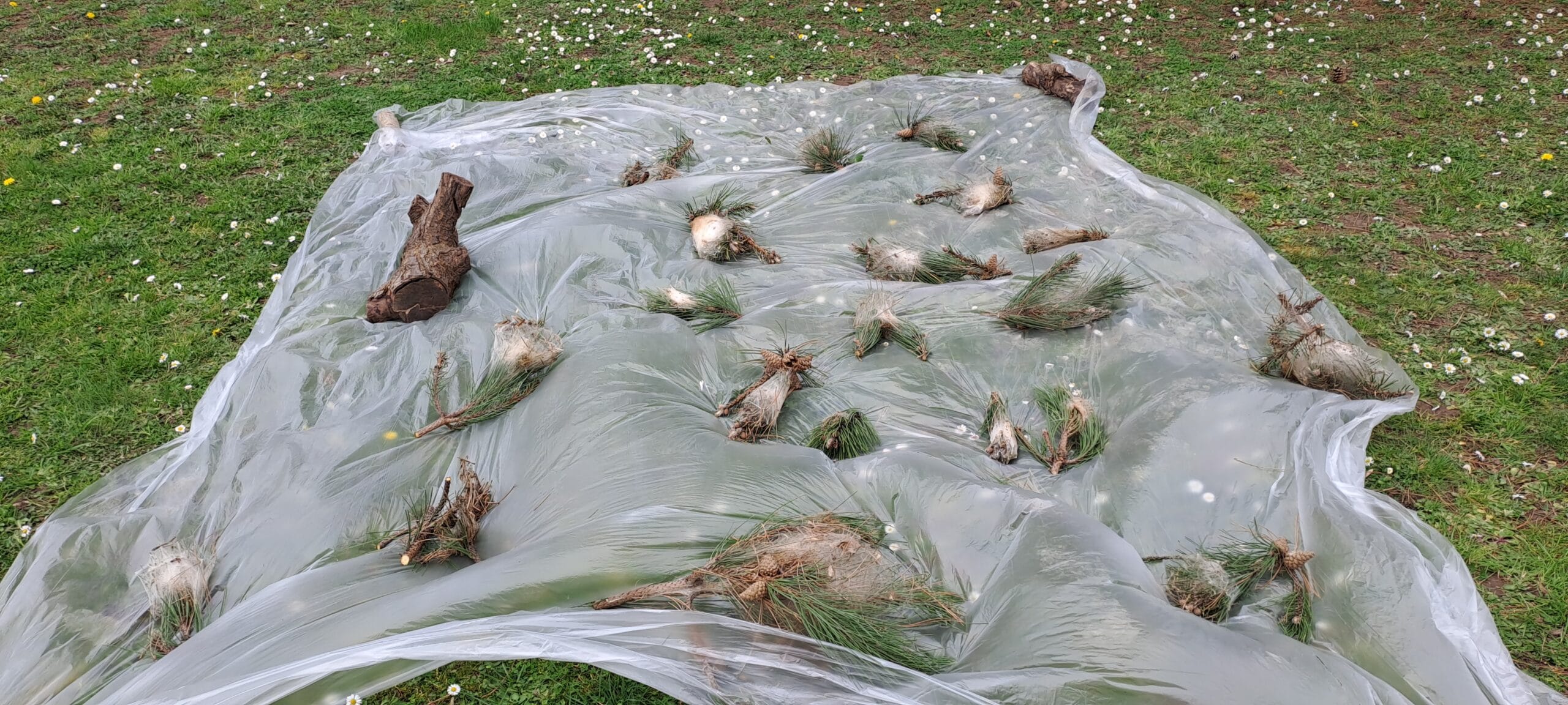 cocons coupés Echenillage nécessaire