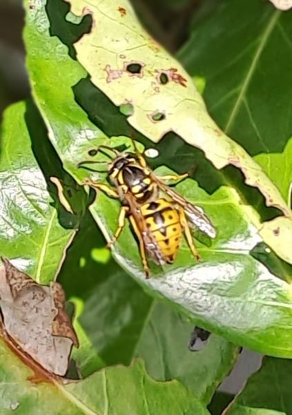 Guêpe