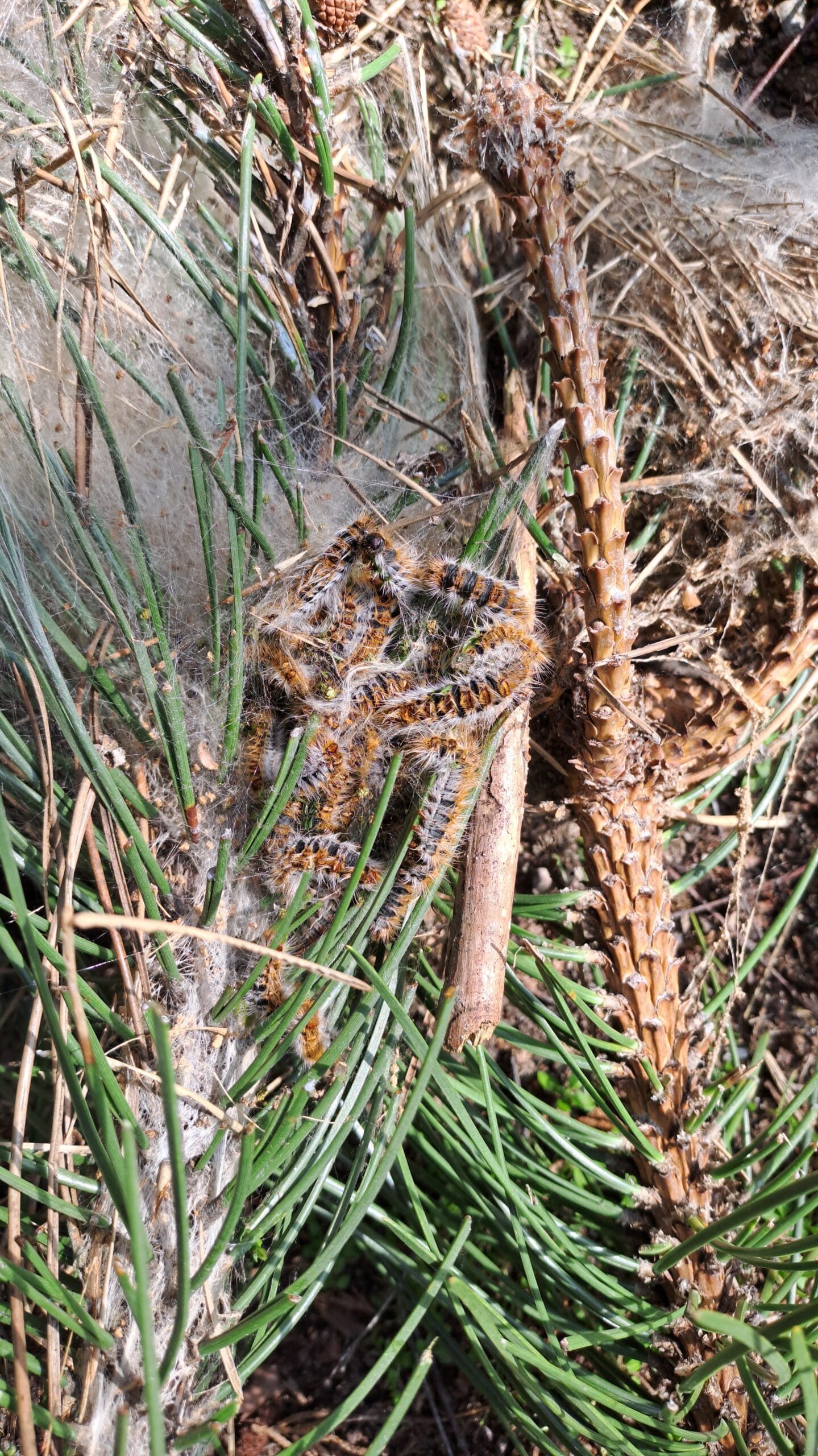 cocons blancs dans les arbres Cocon de chenilles