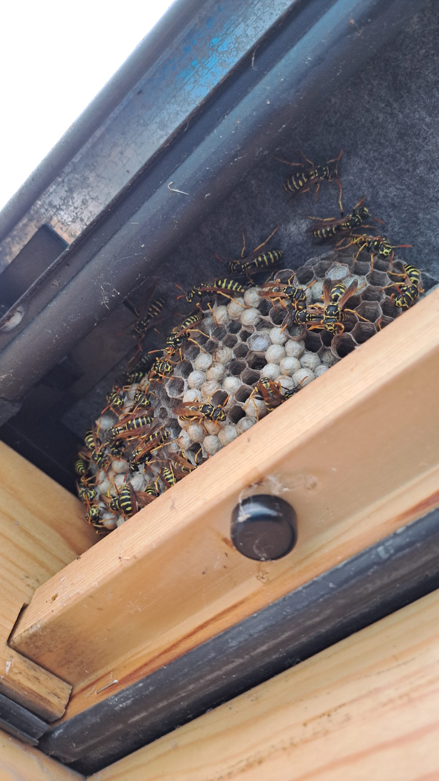 Guêpes polistes dans un velux