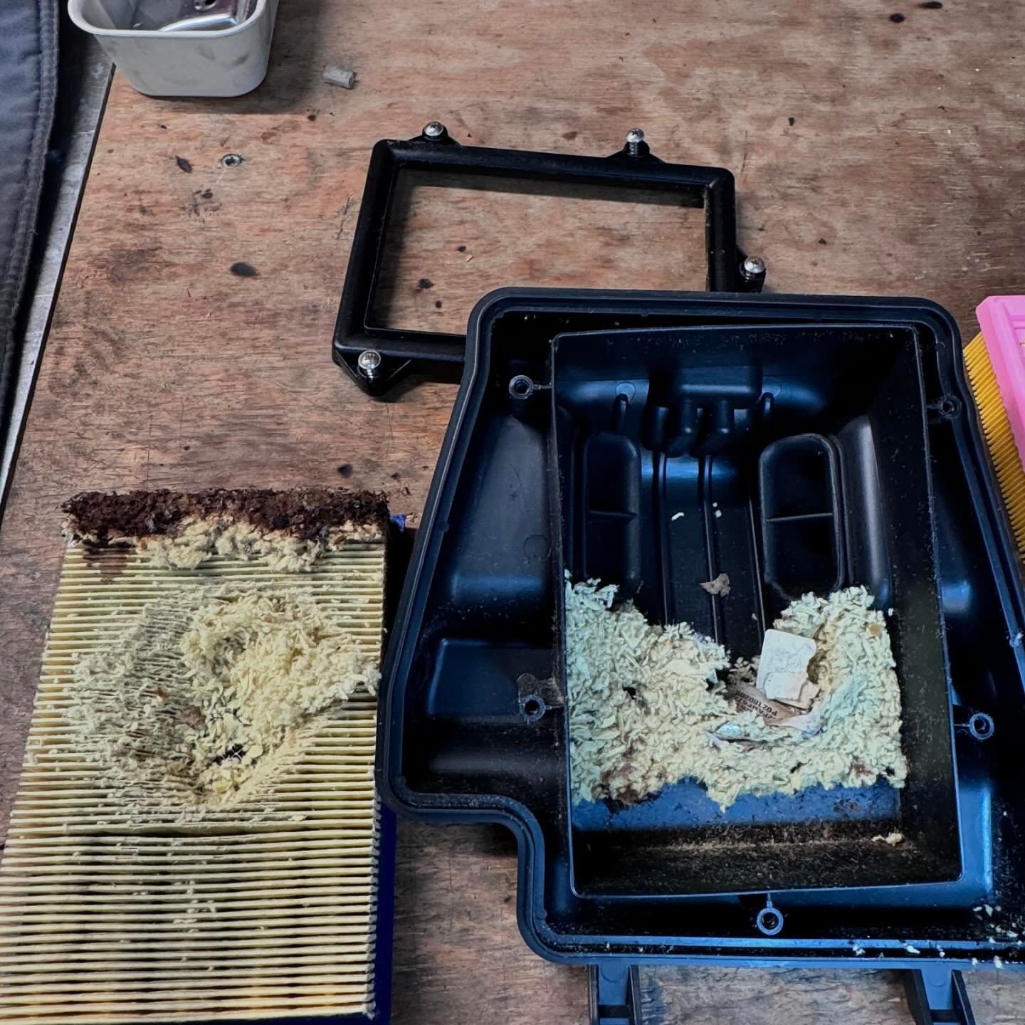 Filtre à air déchiqueté par des rats