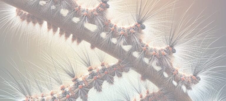 Chenilles processionnaires du pin et du chêne