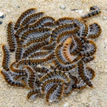 chenille par terre Chenilles qui creusent le sol