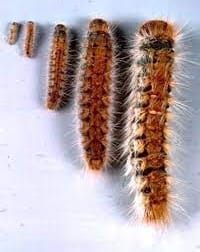 Différents stades de développement de la chenille