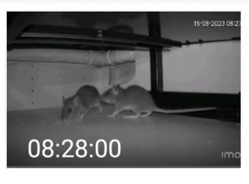 Souris dans un placard de cuisine