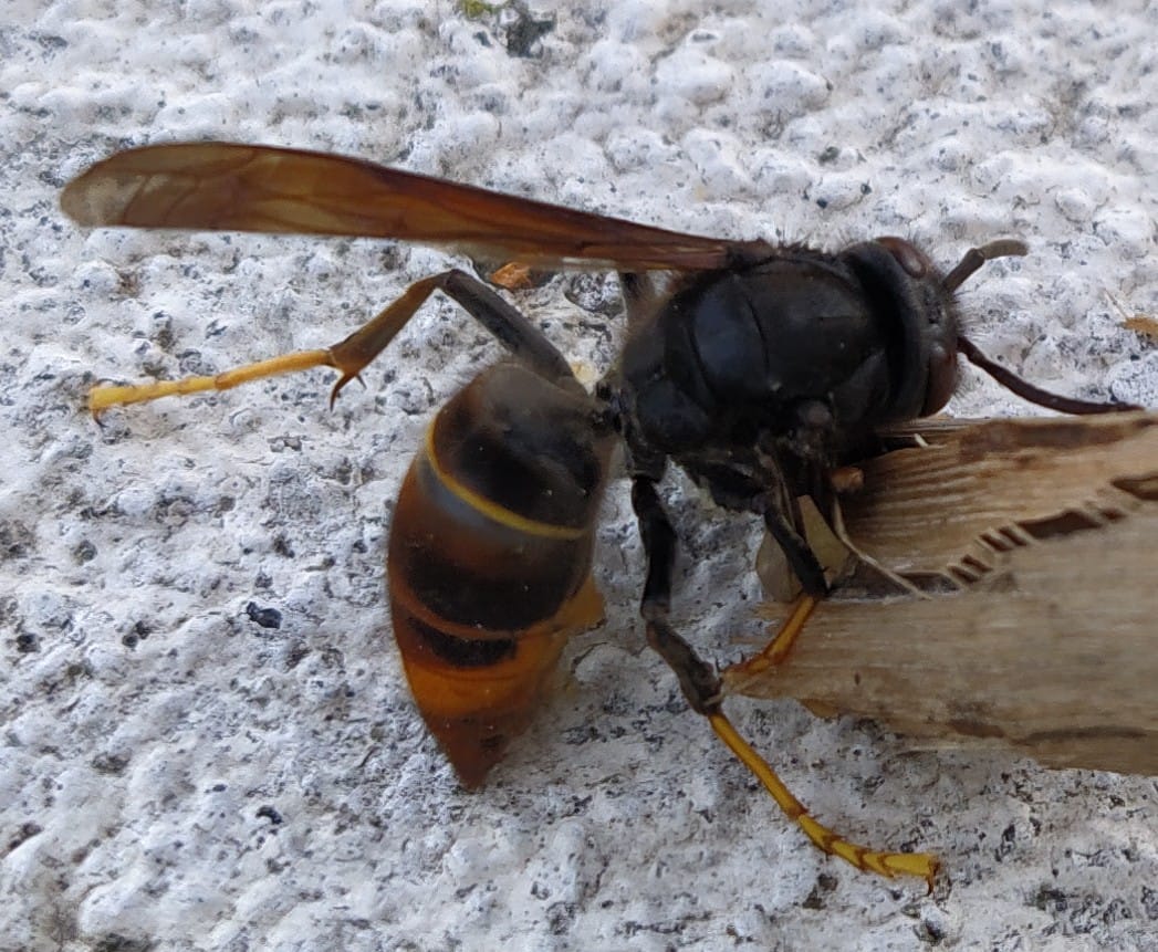 Frelon asiatique