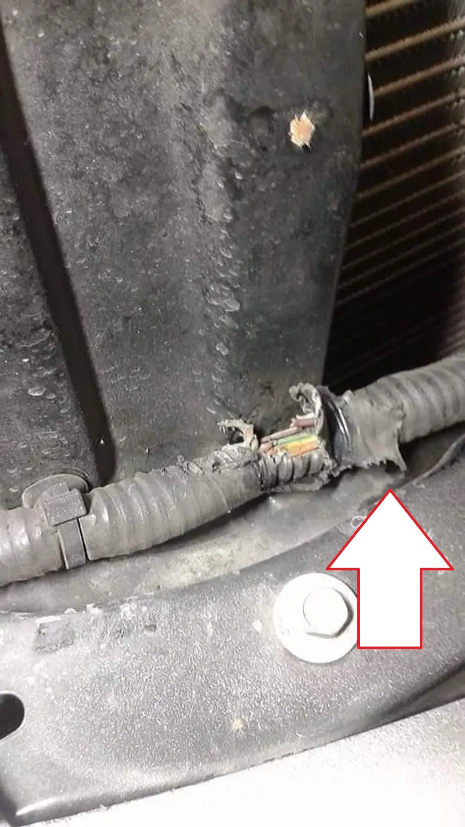 Gaines électriques rongées par des rats