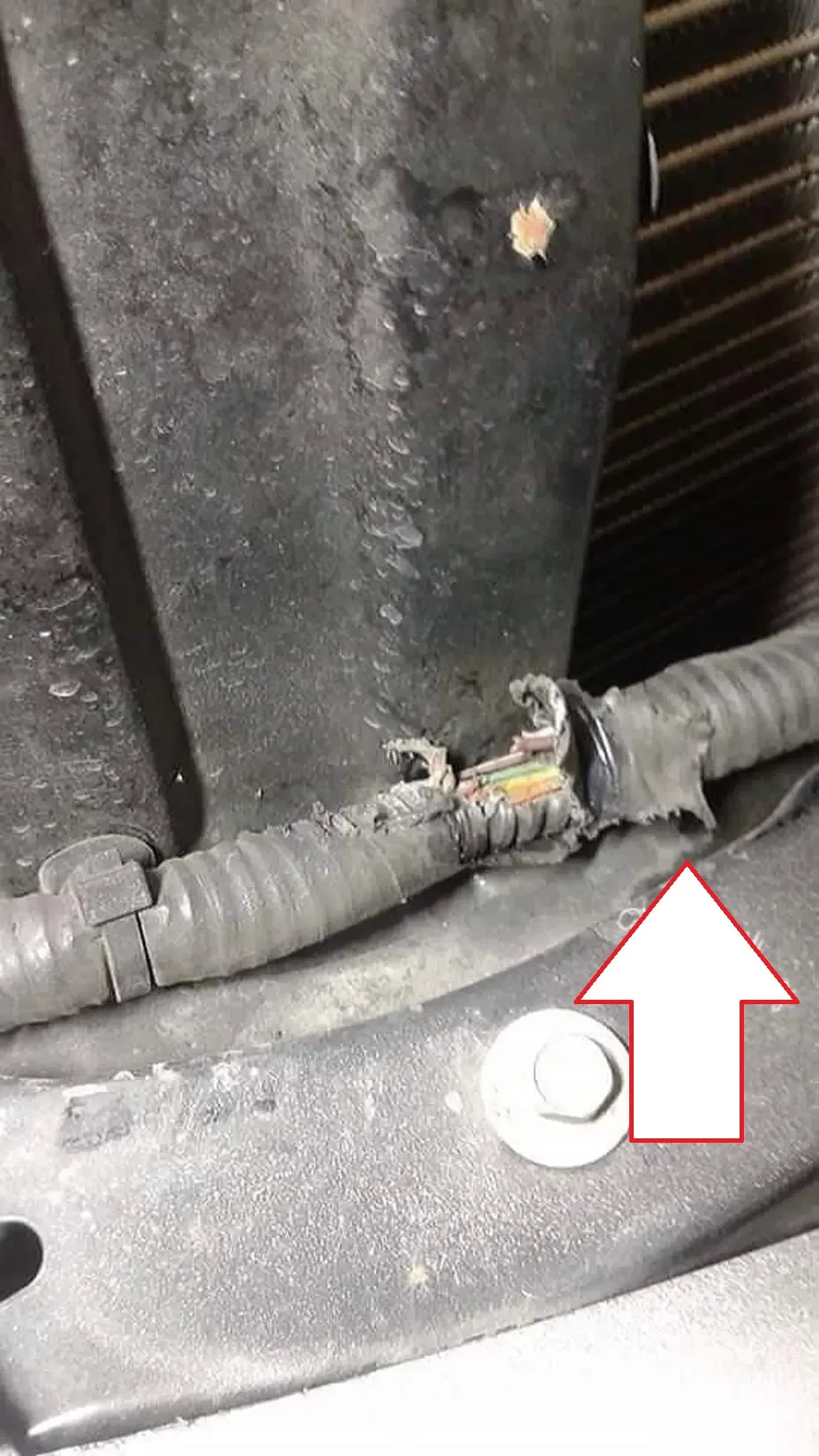 Gaines électriques rongées par des rats