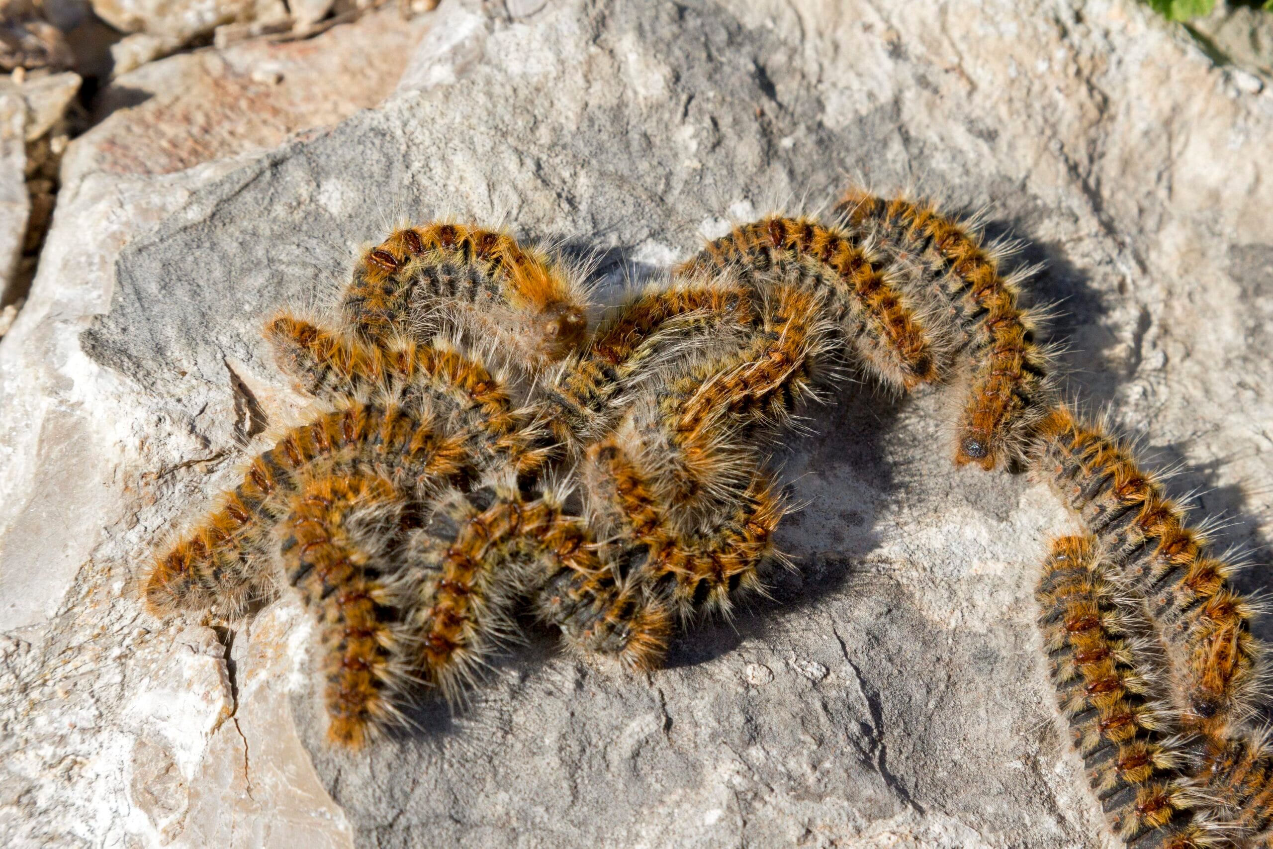 Chenilles processionnaires à différents stades de développement Chenilles en cours d'enfouissement