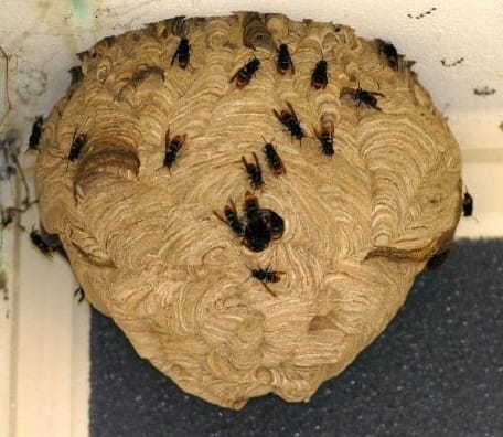 Nid de frelons asiatiques