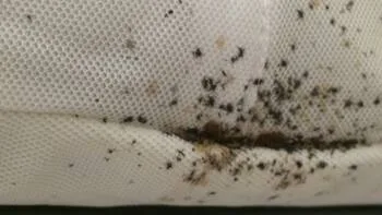 Présence de punaises sur le matelas