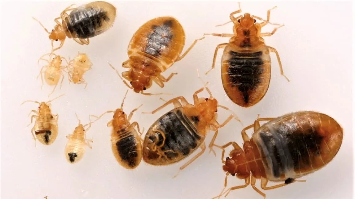 EVOLUTION DE LA PUNAISE