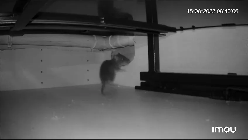 Souris dans un placard de cuisine