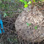 Nid de frelons dans un arbre