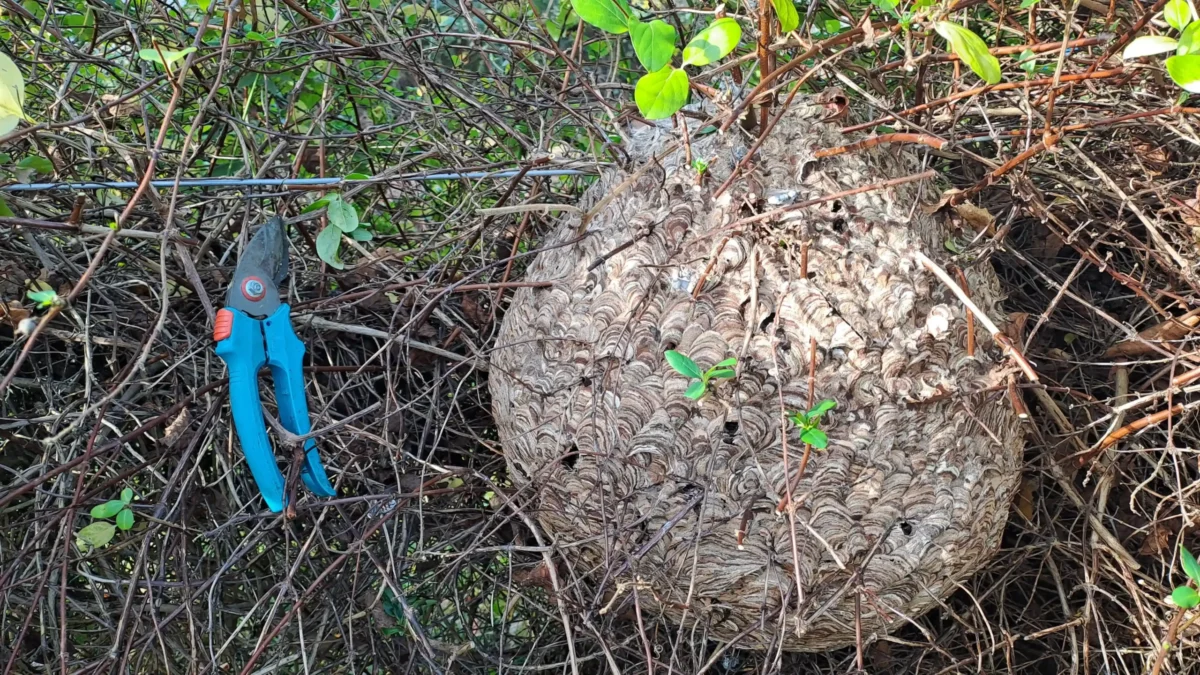 Nid de frelons dans un arbre