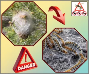 Chenilles processionnaires