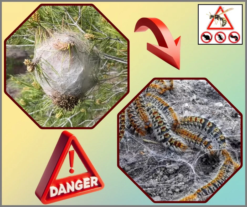 Chenilles processionnaires