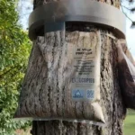 Eco piège chenilles processionnaires sur Orléans