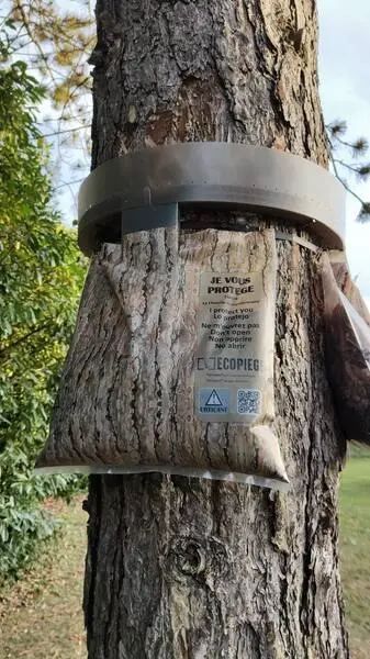 Eco piège chenilles processionnaires sur Orléans