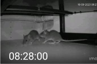 Des souris et des rats dans la cuisine