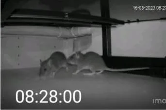 Des souris et des rats dans la cuisine