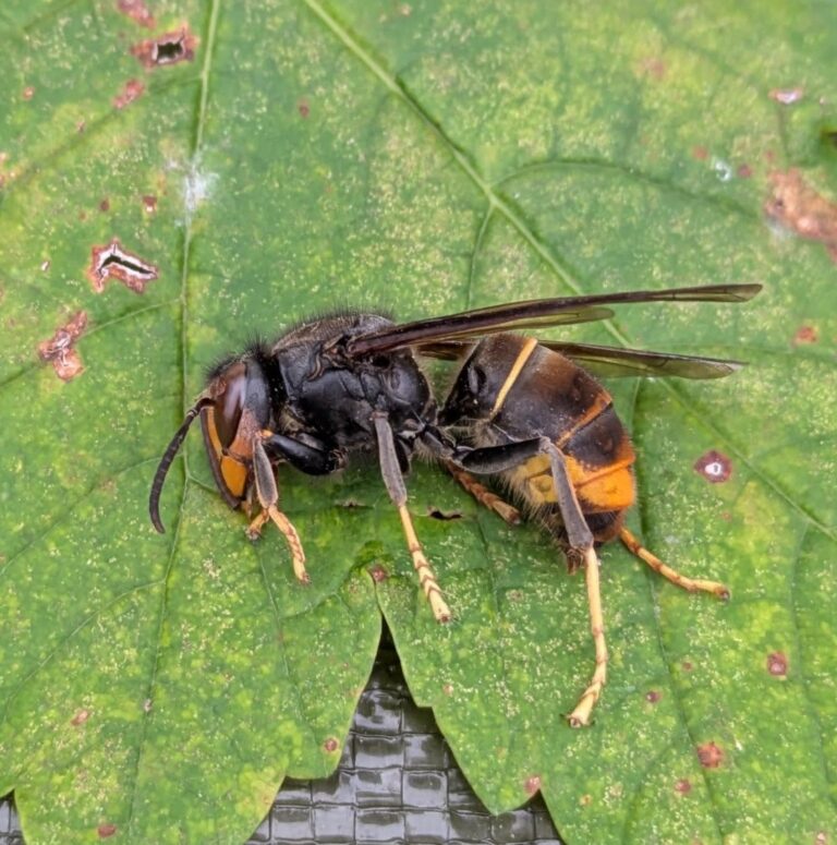 Un frelon asiatique piégé rue Jean Jaurès à Fleury les Aubrais