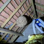 Nid de frelons asiatiques