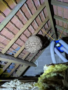 Nid de frelons asiatiques