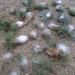 Cocons de chenilles processionnaires