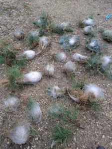 Cocons de chenilles processionnaires