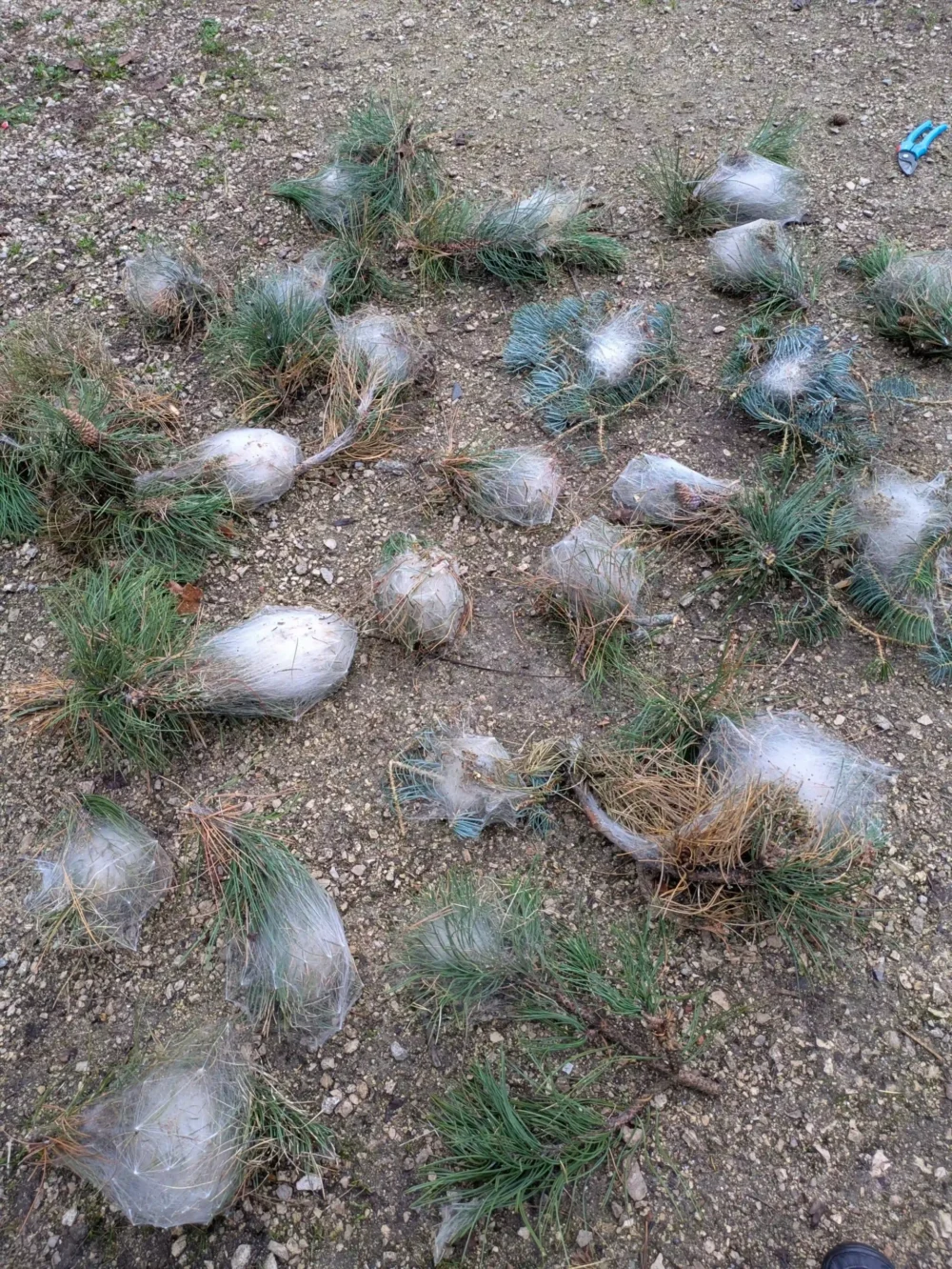 Cocons de chenilles processionnaires