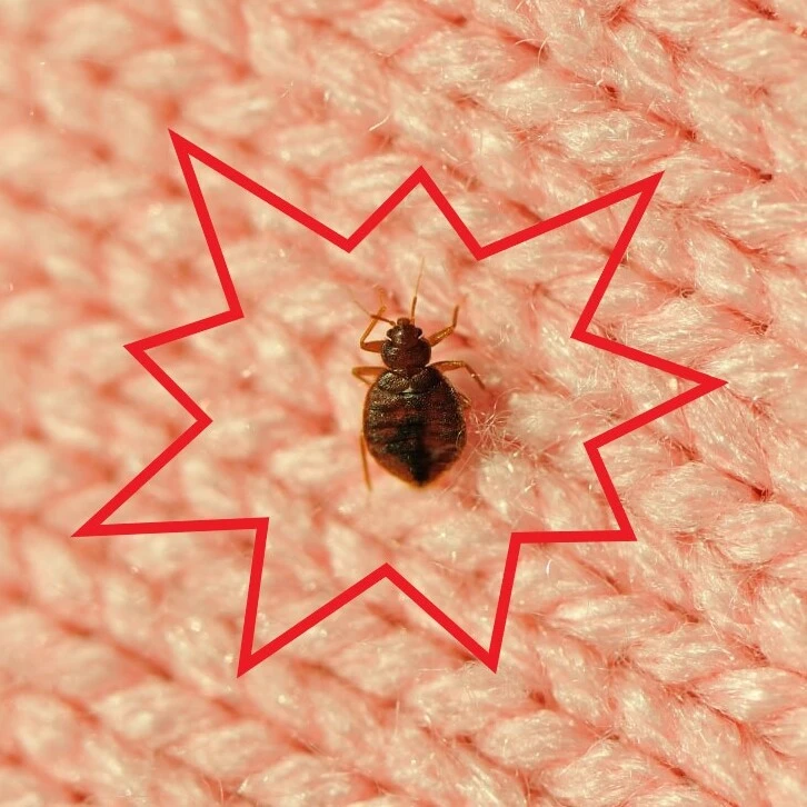 Punaises de lit