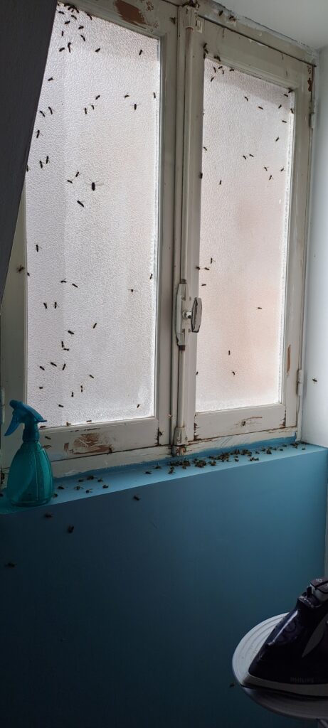 Chambre envahie de guêpes