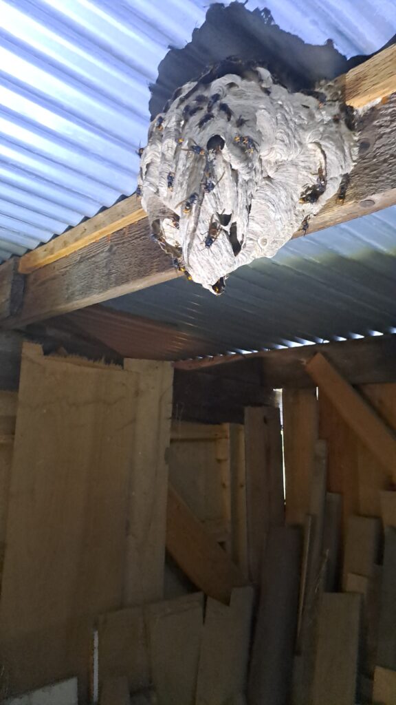 Nid de frelons asiatiques accroché dans un hangar