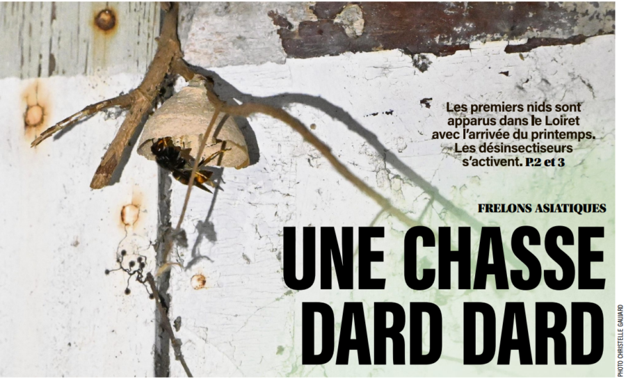 URGENCE GUEPES FRELONS NUISIBLES