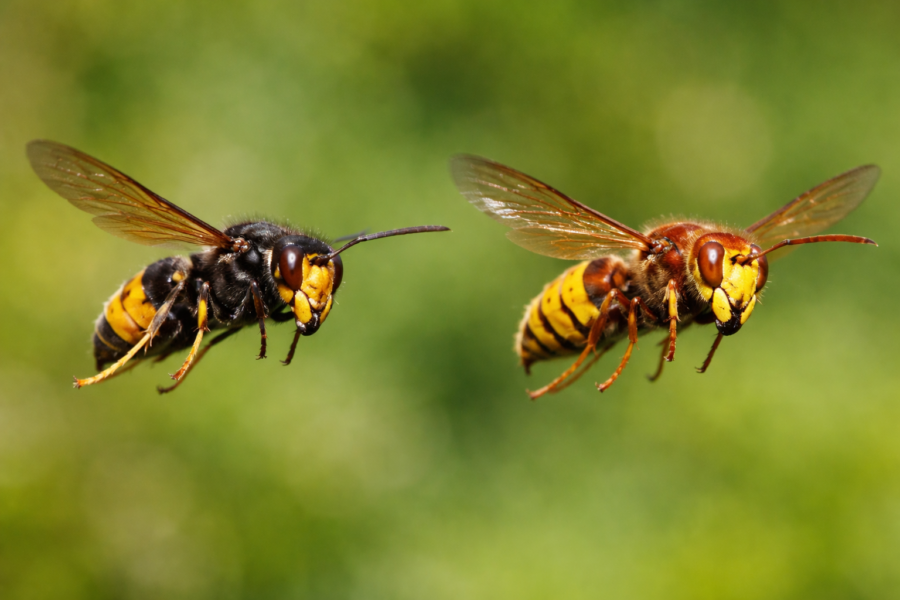 Le frelon asiatique et le frelon européen