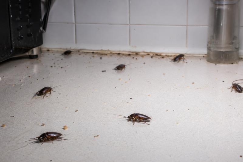 Des cafards dans la cuisine