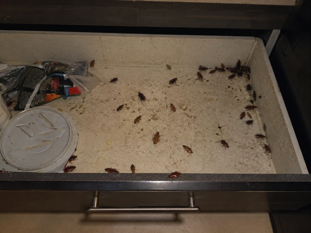 CAFARDS chez vous : les problèmes et dangers que vous devez connaître