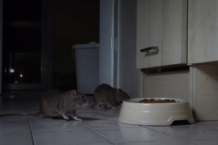 Des rats dans la cuisine