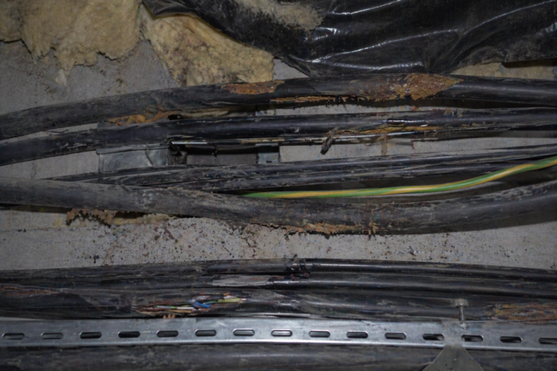 Câbles électriques rongés par les rats