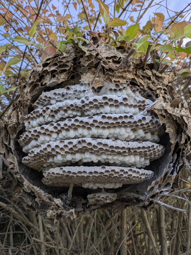 Intérieur d'un nid primaire de frelons asiatiques en milieu de saison