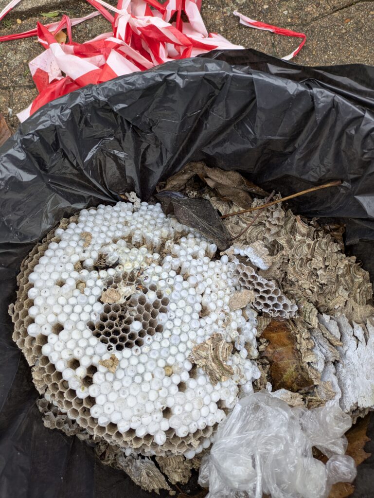 Traitement puis retrait sécurisé du nid de frelons asiatiques