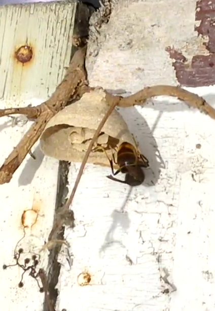 Destruction de nid de frelon proche de chez moi