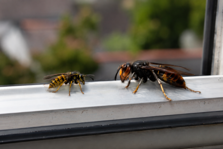 Une guêpe et un frelon sur la fenêtre
