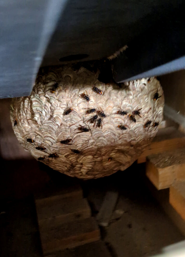 Nid de frelons asiatiques dans une malle dans un jardin à Ingré rue du paradis.
